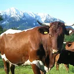 Berghof Thurnergut Alloggio per agriturismo *