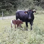 Berghof Thurnergut Alloggio per agriturismo Spital Am Pyhrn