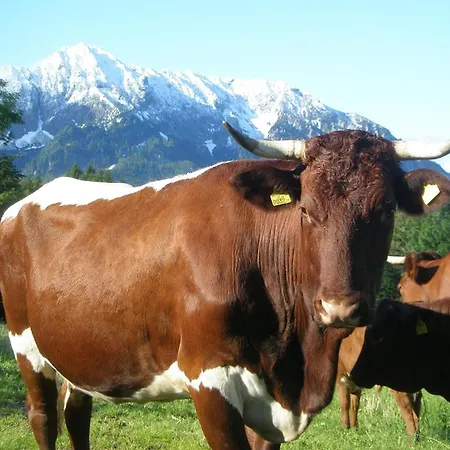 Berghof Thurnergut Farma *