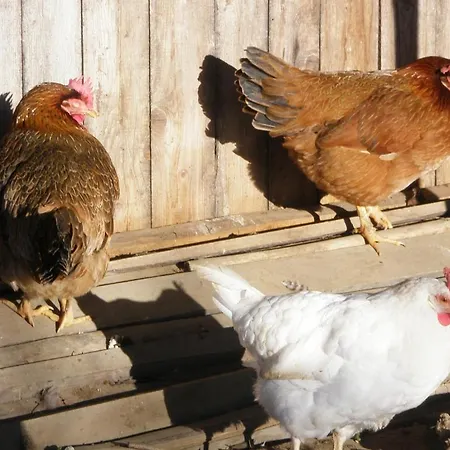 Berghof Thurnergut 팜스테이 스피탈 암 피른