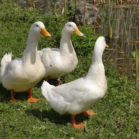 Berghof Thurnergut 팜스테이