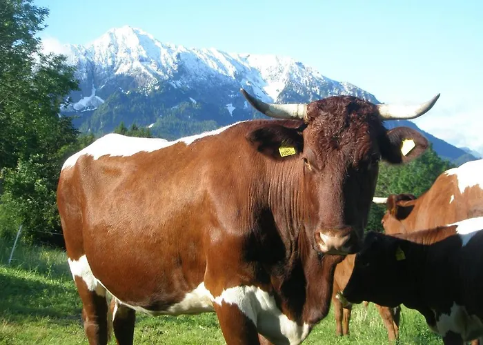 Berghof Thurnergut Vakantieboerderij *