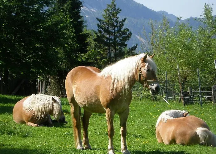 Vakantieboerderij Berghof Thurnergut Spital Am Pyhrn