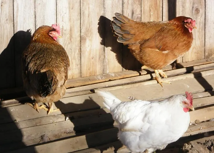 Berghof Thurnergut בית חווה ספיטל אם פיהרן