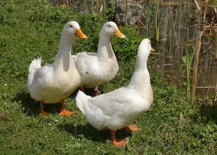 Berghof Thurnergut Vakantieboerderij