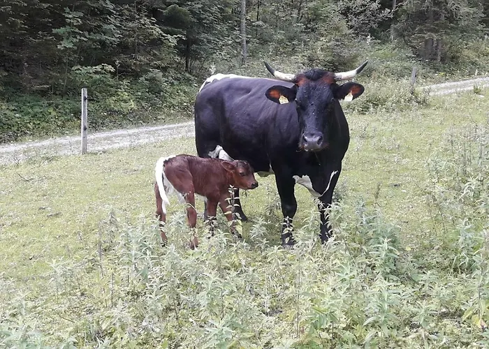 Berghof Thurnergut Vakantieboerderij Spital Am Pyhrn