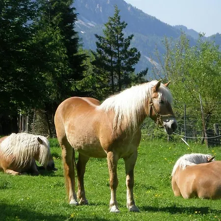 Farm stay Berghof Thurnergut Spital Am Pyhrn