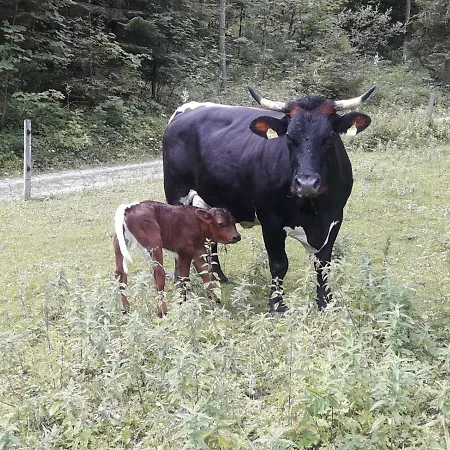 Berghof Thurnergut Farm stay Spital Am Pyhrn